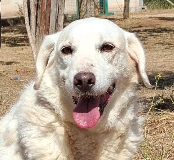 Nonna Olga Cerca Famiglia. Info Adozione Monica 3890238584